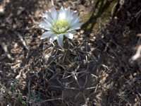 Gymnocalycium borthii