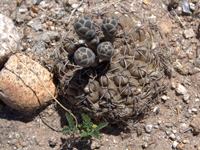 Gymnocalycium kieslingii