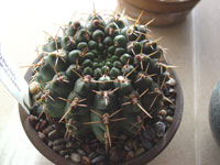 Gymnocalycium schroederianum