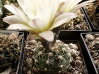 Gymnocalycium taningaense