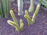 Cleistocactus winteri