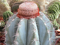 Melocactus azureus