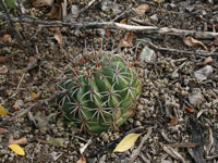 Melocactus curvispinus