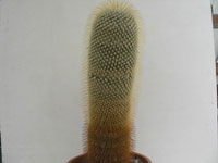 Mammillaria dixanthocentron