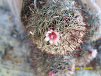 Mammillaria fittkaui