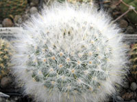 Mammillaria guelzowiana