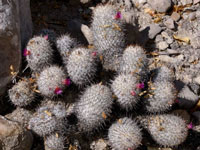 Mammillaria haageana