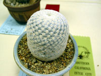 Mammillaria herrerae