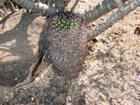 Mammillaria hutchisoniana