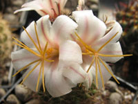 Mammillaria hutchisoniana