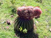 Melocactus intortus