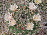 Mammillaria johnstonii