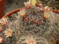 Mammillaria johnstonii