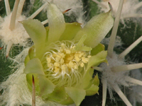 Mammillaria karwinskiana