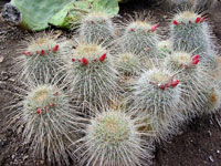 Mammillaria magnifica