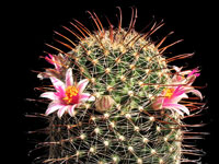 Mammillaria mainiae