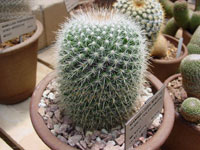Mammillaria nunezii