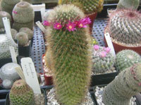 Mammillaria nunezii