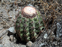 Melocactus peruvianus