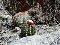 Melocactus peruvianus