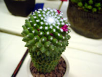 Mammillaria polythele