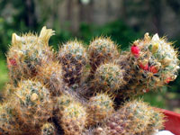 Mammillaria prolifera