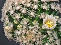 Mammillaria roemeri