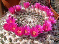 Mammillaria standleyi