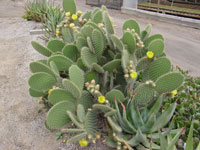 Opuntia leucotricha