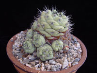 Ortegocactus macdougallii