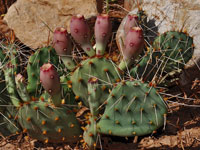Opuntia macrorhiza