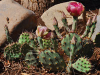 Opuntia macrorhiza