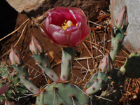 Opuntia macrorhiza