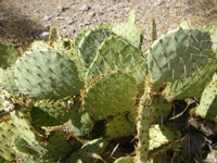 Opuntia orbiculata