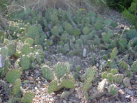 Opuntia phaeacantha