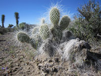 Opuntia polyacantha