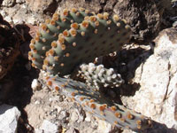 Opuntia rufida