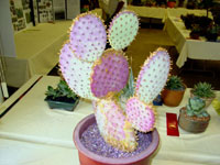 Opuntia santa-rita