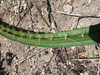 Pseudoacanthocereus brasiliensis