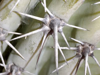 Pilosocereus chrysacanthus