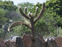 Pilosocereus gounellei