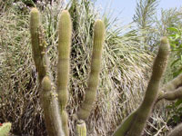 xPacherocactus orcuttii