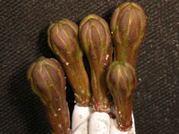 Stenocereus beneckei