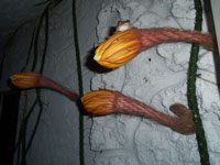 Selenicereus hondurensis