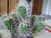 Stenocactus ochoterenanus