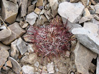 Sclerocactus polyancistrus