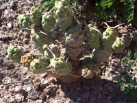 On-line Guide to the positive identification of Members of the Cactus ...