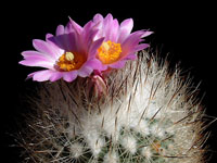 Turbinicarpus beguinii