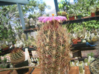 Thelocactus bicolor