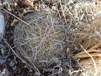 Thelocactus bicolor